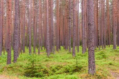 Güzel orman arka planı, Leningrad bölgesi, Rusya