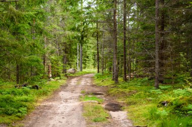 Güzel bir çam ormanındaki toprak yol, Leningrad bölgesi, Rusya