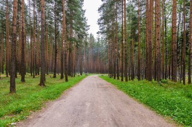 Güzel bir çam ormanındaki toprak yol, Leningrad bölgesi, Rusya