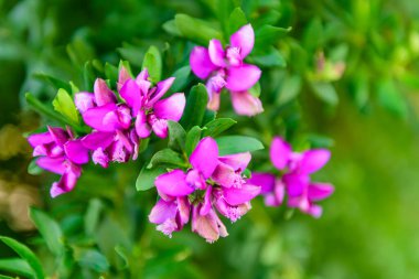 Güzel bahar çiçekleri, makro fotoğrafçılık.