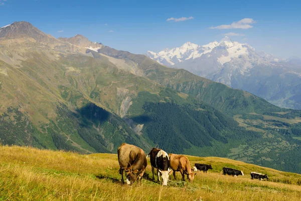 Schöne Berglandschaft Mit Grasenden Kühen Auf Dem Hintergrund Der Berggipfel — Stockfoto