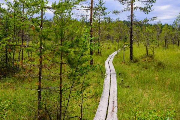 Finlandiya Doğası Bataklıkta Yürüyüş Parkuru Telifsiz Stok Fotoğraflar