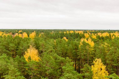 Güzel sonbahar manzarası. Letonya 'nın Jurmala kasabasındaki sonbahar ormanlarının hava manzarası