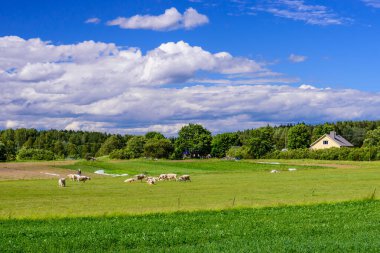 Finlandiya kırsalında. İneklerle dolu yeşil çayır ve mavi gökyüzünde bulutlarla güzel bir yaz manzarası. 