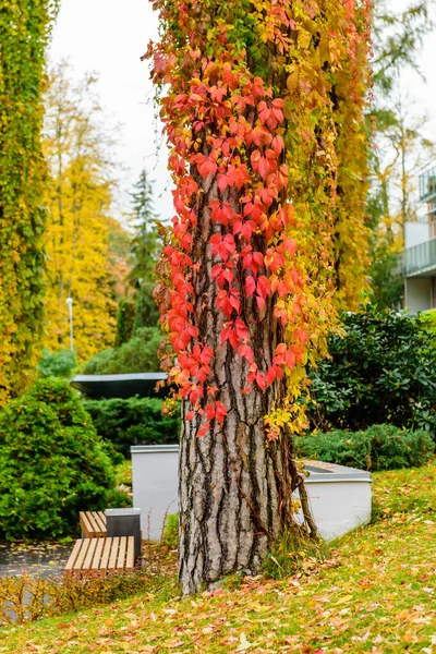 Güzel sonbahar manzarası. Letonya 'nın Jurmala kasabasındaki Şehir Parkı
