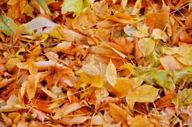 Tam çerçeve düşmüş mevsimlik turuncu ve sarı sonbahar yaprakları