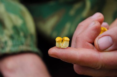 Yakın çekim kişi parmakları küçük sarı mantar