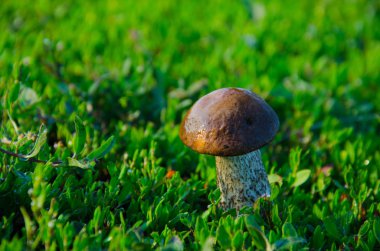 Kahverengi şapkalı mantar güneş ışığı yeşil çim içinde büyüyen yakın çekim