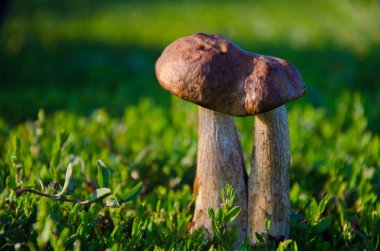 Kahverengi şapkalı mantar güneş ışığı yeşil çim içinde büyüyen yakın çekim