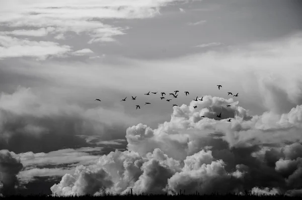 Zwerm Vogels Vliegen Weide Tegen Prachtige Landschap Met Schilderachtige Cloudscape — Stockfoto