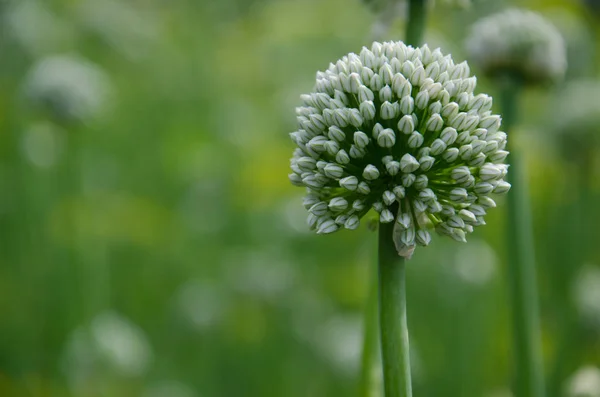 白い丸い花序の開花植物のヘッドのクローズ アップ — ストック写真