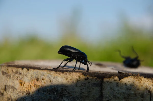 Close-up of little black beetle sitting on stone surface outdoors