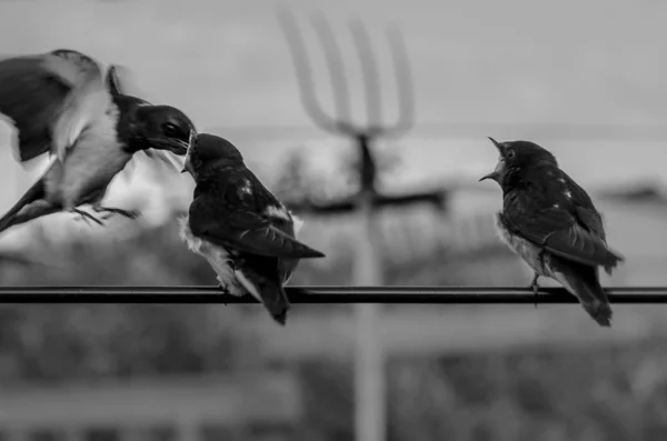 麻雀进食的特写镜头在铁丝上呼喊小鸡在农村 — 图库照片