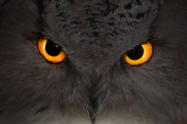 Yakın çekim kafa ve tüylü baykuş kuş gagası