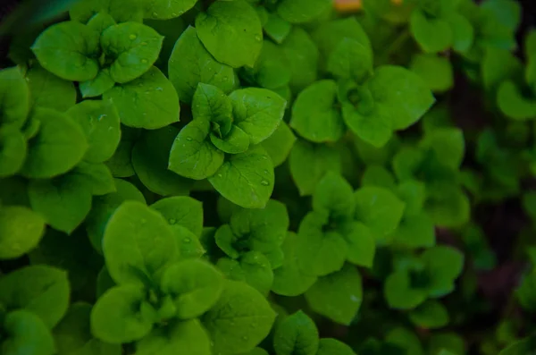 Közeli Kép Zöld Növények Hagy Kert Teljes Test — Stock Fotó