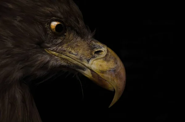 Närbild Huvud Och Näbb Befjädrade Eagle Fågel — Stockfoto