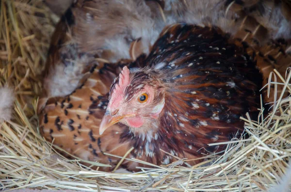 Close-up of domestic hen sitting on farm nest on hay