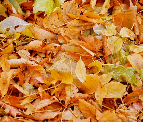Full Frame Fallen Seasonal Orange Yellow Autumnal Foliage — Stock Photo, Image