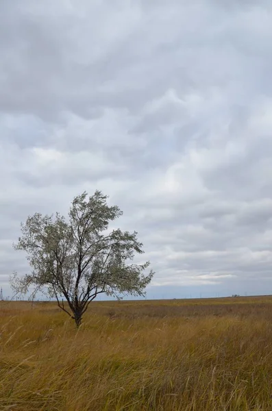 Single Tree Rural Field Landscape Dramatic Clouds — Stock Photo, Image