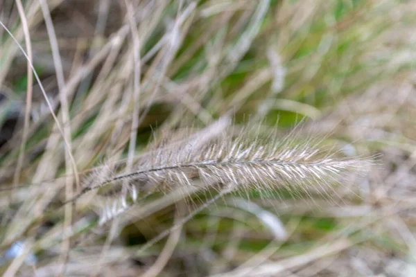 Gräs Landet Sommartid Landskap — Stockfoto