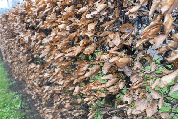 Сухой Коричневый Листья Природы — стоковое фото