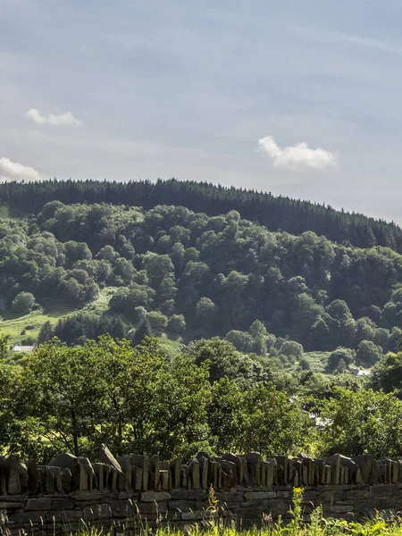 Schöne Sommer Hügel Mit Bäumen Bedeckt — Stockfoto