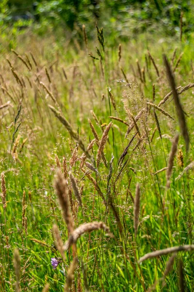 Grass Στην Ύπαιθρο Καλοκαίρι Τοπίο Ώρα — Φωτογραφία Αρχείου