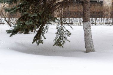 Kışın karla kaplı dallar