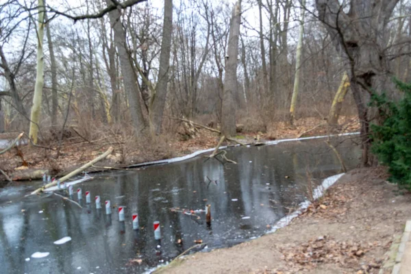 Çıplak Ağaçlar ve Göl