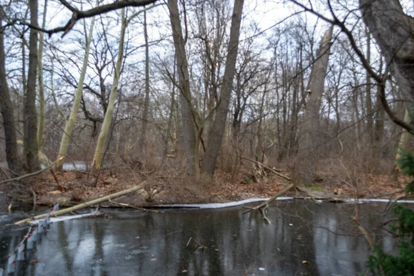 Bir Kış Günü Ağaç Dalları