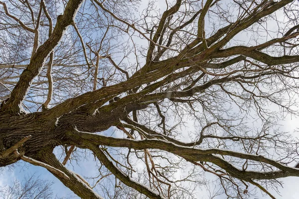 Träd Grenar Snö Vintern Mot Klarblå Himmel Bakgrund — Stockfoto