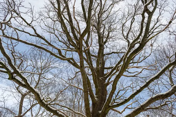 Träd Grenar Snö Vintern Mot Klarblå Himmel Bakgrund — Stockfoto