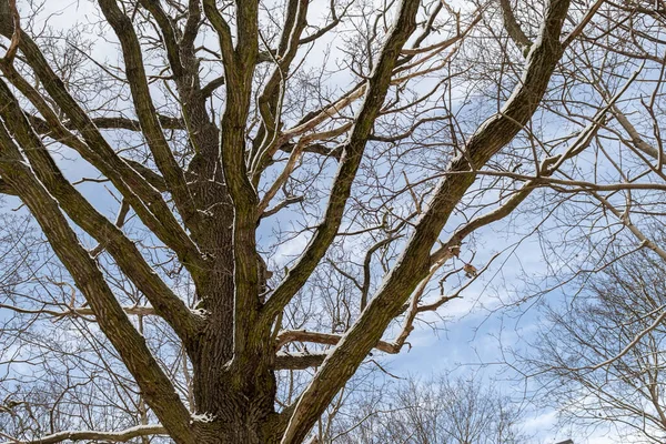 Árvore Ramifica Neve Inverno Contra Céu Azul Claro Fundo — Fotografia de Stock