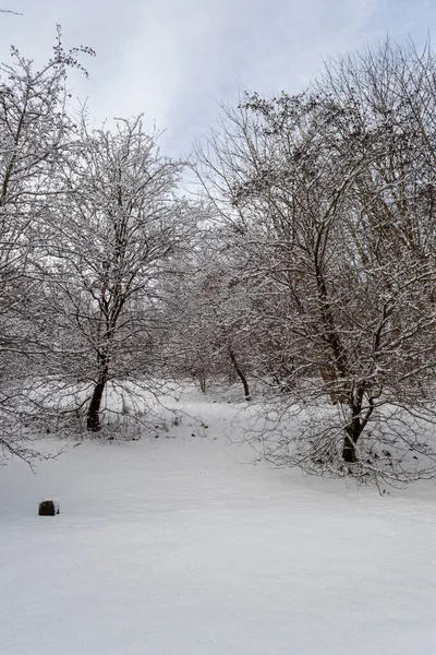 Fák Hóban Egy Dombon Egy Parkban Télen — Stock Fotó
