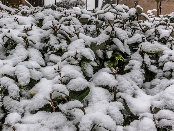 Snow Leaves Urban Area Winter — Stock Photo, Image