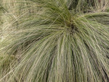 Açık Yeşil Çimen Kışın