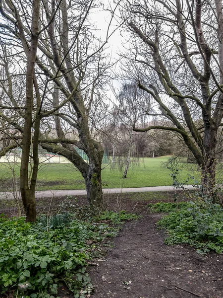 Parc Hiver Avec Arbres Nus Herbe — Photo