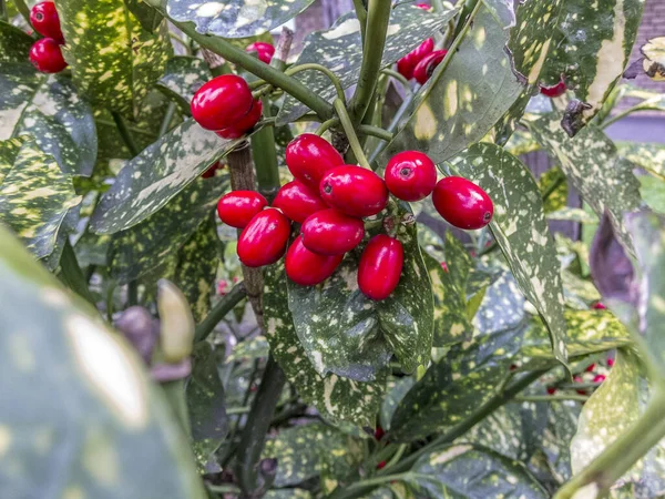 Červené Bobule Zelené Listy — Stock fotografie