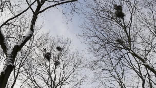 Schnee Äste Und Fliegende Vögel — Stockvideo