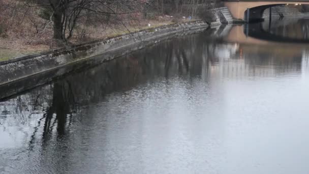 河流中的水纹与树木 河岸和桥梁的反射 — 图库视频影像