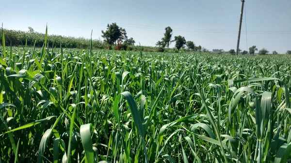 Şeker kamışının yetiştiği bir Hint Çiftliği, Hint köyü bölgesinde alınır..