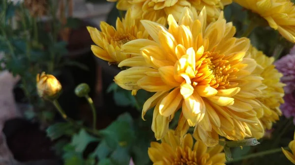 Sarı Gerbera Çiçekli güneş öpücüğü