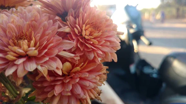 Bir demet pembe Gerbera çiçeği yakın çekim