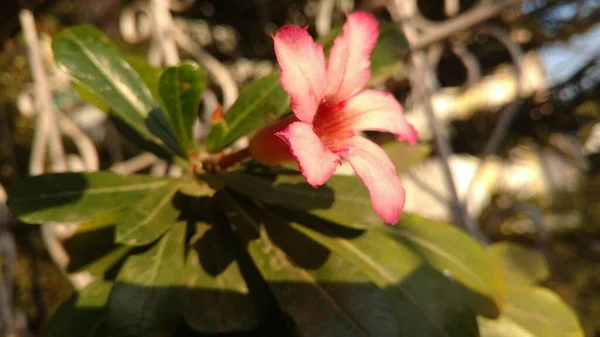 Roze Witte Bloem Bloeide Zonsopgang Met Groene Bladeren — Stockfoto