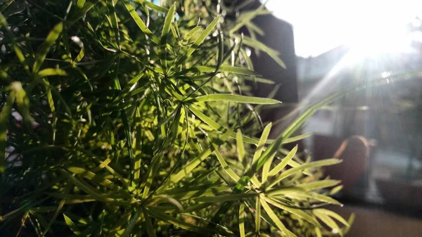 Plante Verte Feuillue Matin Soleil Brillant Lumineux — Photo