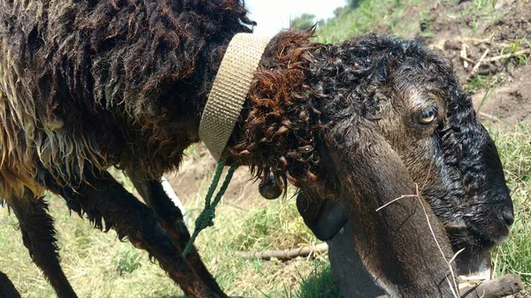 Kahverengi kara koyun, kızılderili türünü gün ışığında evcil hayvana çevirir.