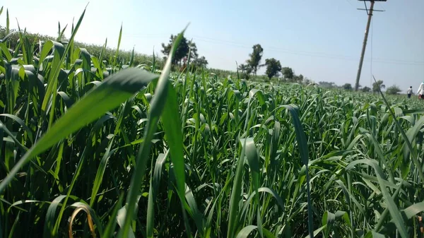 Zuckerrohrfarm Und Strommast Zwischen Dem Bauernhof — Stockfoto