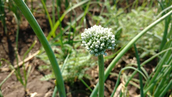 onion flower blooming of allium in daylight, white color