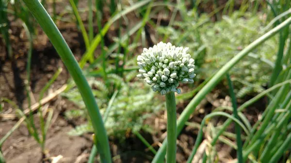 onion flower blooming of allium in daylight, white color