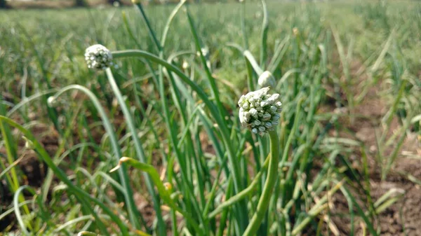 Flor Cebolla Florecimiento Alium Luz Del Día Campo — Foto de Stock